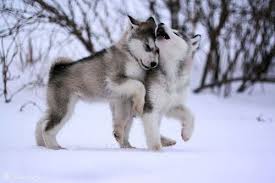 Baby Animals Are The Cutest Theberry Bebek Kurtlar Sibirya Kurdu Yavrusu Alaska Kurdu