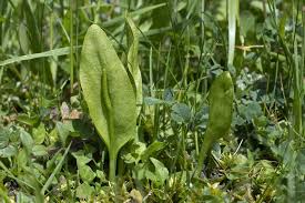 Image result for Ophioglossum vulgatum