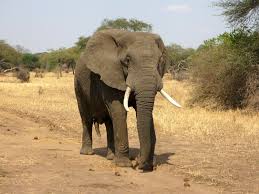 Elephants Found To Have The Highest Volume Of Daily Water Loss Ever Recorded In A Land Animal