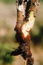 Maybe you would like to learn more about one of these? Phytophthora Root Rot Of Raspberry Ohioline