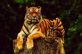 Kucing liar, kucing jalanan dan kucing peliharaan semuanya termasuk kucing kampung warna oren sendiri termasuk yang sering ditemui dan memiliki warna yang bisa. Keren Ini 7 Hewan Yang Terkenal Dengan Warna Oranye Indah Di Tubuhnya