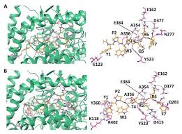 I find these message full of shite to be honest. Biomolecules Free Full Text Camel Hemorphins Exhibit A More Potent Angiotensin I Converting Enzyme Inhibitory Activity Than Other Mammalian Hemorphins An In Silico And In Vitro Study Html