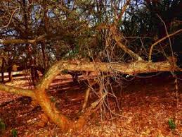 Image result for Acacia eriocarpa