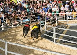 32 went · 273 interested · 8 shares. The Best Things To Do At State Fair Meadowlands New Jersey Monthly