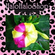 Heirloom 50 Seeds Mirabilis Jalapa 4 Four O Clock Beauty Of The Night Two Toned Flower Seed B5091 Flower Seeds Four O Clock Seeds