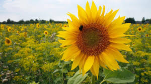 Bunga selain indah juga memiliki makna yang menjadi simbol. 87 Gambar Bunga Matahari Mini Terbaik Gambar Pixabay