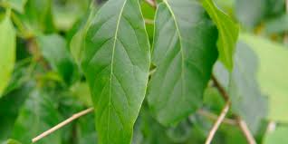 Clusters of three fruits are usually found. Tree Of The Month Black Gum Casey Trees