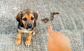 11 Reasons Why Dogs Poop Pee Inside After Being Outside