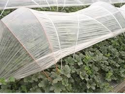 A wide variety of greenhouse side ventilation options are available to you, such as project solution capability, material, and warranty. Small Poly Tunnel Greenhouse A Low Tunnel Greenhouse Easy To Adjust Warm Keeping Or Cool Ventilation Ej 201 Taiwantrade Com