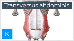 transversus abdominis muscle function