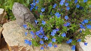 Bevor sie balkonpflanzen kaufen, sollten sie wissen, wann schattige bedingungen gegeben sind beziehungsweise, was darunter zu verstehen ist. Passende Pflanzen Fur Den Schattigen Garten Ndr De Ratgeber Garten