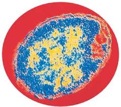 Animal cells are packed with amazingly specialized structures. Animal And Plant Cells Flashcards Quizlet