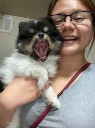 Her toys are larger than her. At 3 1/2 months she weighs 2.4 pounds.