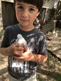 The Greater Savannah Area Backyard Chickens