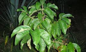 Image result for Vangueria madagascariensis