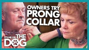 Wearing a dog shock collar