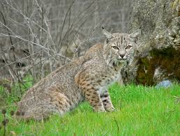 As the bobcat is in the genus, lynx, it is closely related to the lynx. Bobcat Wikipedia
