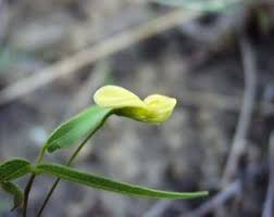 Image result for Rhynchosia totta