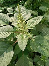 Image result for Celosia trigyna
