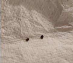 Rocca Di Papa Cittadini Segnalano Notevole Presenza Di Zecche Anche Sui Vestiti E In Casa Ora Basta