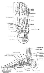 Foot Bone Structure Chart Foot Anatomy Anatomy Bones