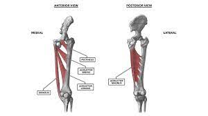 In human anatomy, the muscles of the hip joint are those muscles that cause movement in the hip. Crossfit Hip Musculature Part 4 Medial Muscles