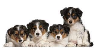 1 Border Collie Puppies For Sale In Dallas Tx Uptown