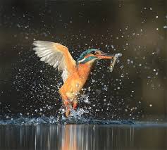 Just don't forget to pay them back by offering up some good locations that you come. Kingfisher After 6 Years 7 20 000 Attempts Wildlife Photographer Alan Mcfadyen Got The Perfect Kingfisher Shot The Economic Times