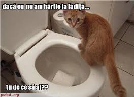 Clipuri amuzante cu animale animale haioase poze amuzante cu animale căței amuzanți îngrijirea animalelor de companie câini și pisici imagini haioase glume cu animale amuzante câini comici. Razi Amuzante Poze Poze Cu Pisici