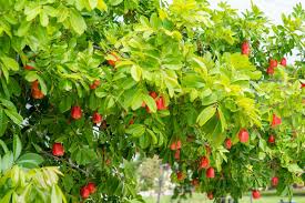 Image result for Blighia