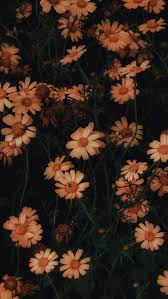 Excelente Costo Free Flores Fondos De Whatsapp Popular 50 Anos Ymca A Todo Gas Podria S In 2020 Homescreen Wallpaper Iphone Wallpaper Vintage Tumblr Wallpaper
