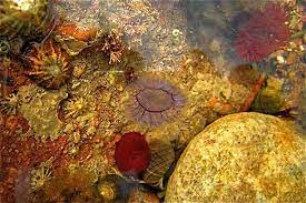 Pin By Vera Dekeresova On Personal Memories Rock Pool Sea Life Artwork Rock Pools