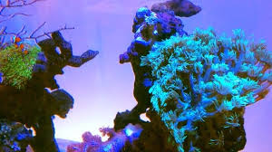 游遊 ゆうゆう on instagram ハナガササンゴ 水流があたって心地良いのか 良くないのかは別として ポリプをしっかりとのばしてくれてます 見ていて癒されます 花を育てる人の気持ちが少しわかったような気がします ハナガササンゴ サンゴ 海水魚 海水魚