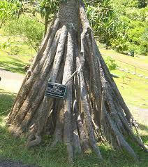 Image result for Pandanus sp. B