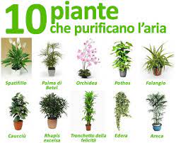Metto subito l'elenco delle piante che sono (relativamente) facili da coltivare in casa e che puliscono gli ambienti. Piante Da Appartamento Per Purificare Laria