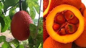Tanaman buah kurma atau yang sering disebut dengan nama ilmmiahnya phoenix dactylifera merupakan jenis tanaman buah yang tertua di daerah bagian timur tengah yang kering. Sukses Budidaya Buah Surga Unik Langka Dan Kaya Manfaat Kompasiana Com