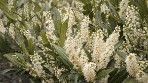 Maybe you would like to learn more about one of these? 7 Beautiful Shade Solution Shrubs Pacific Northwest