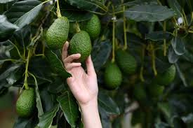How long does it take for a full grown tree to grow? How To Grow An Avocado Tree From Seed Gardening