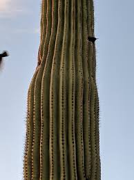 If you intend to use an image you find here for commercial use, please be aware that some photos do require a model or a. Birds Live Inside The Small Holes Of This Cactus On The Right The Bird Has It S Head Sticking Out Of The Hole On The Left Edge Of The Pic A Bird Can