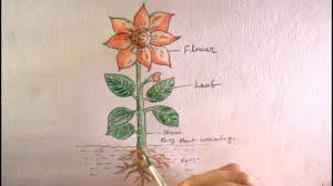 Some flowers convey good wishes some show solemn sympathy list of flowers with names illustrated with pictures also help you memorise new words better. How To Draw Parts Of Plants Parts Of Plant Name Youtube