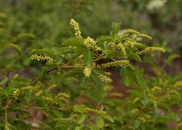 Image result for Allophylus africanus