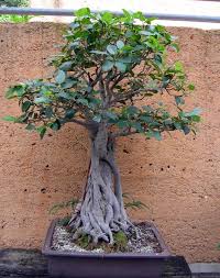 Moreton Bay Fig Ficus Macrophylla 1950 Aido Bonsai