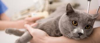 Follow our handy guide to learn how often cats need shots and other preventative treatments. Cat Vaccinations Schedule Royal Canin Royal Canin
