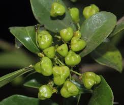 Image result for Gymnosporia