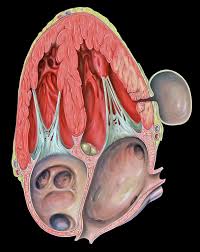 Image result for Pseudoeriosema