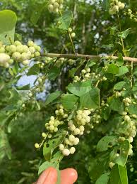Image result for Flueggea virosa