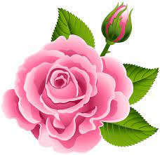 Pink Rose With Rose Bud Png Clip Art Image Beautiful Flower Drawings Rose Flower Wallpaper Flower Art