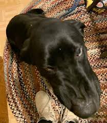 Labrador breeder mn, lab puppies mn, lab puppies for sale mn, lab breeder mn. Is This Your Dog Champlin Black Lab Male Date Found 12 20 2019 Breed Of Dog Labrador Retriever Gender Male Closest Intersect Dogs Losing A Dog Dog Ages