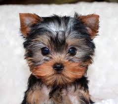 Micro Teacup Yorkie Puppy For Sale Teacup Yorkie Puppy Yorkie Puppy For Sale Yorkie Puppy