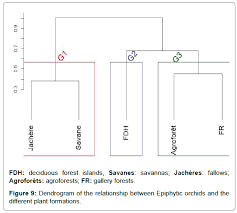 Image result for Ancistrorhynchus clandestinus